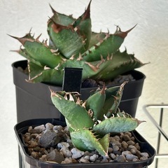 アガベ　福建白鯨　の画像