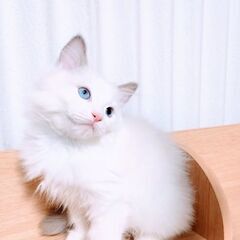 生後3ヶ月の可愛らしいラグドールの男の子