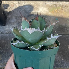 アガベ
姫厳竜の画像