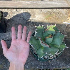 アガベ
姫厳竜の画像