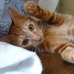 とても珍しいメスの可愛い茶トラ！