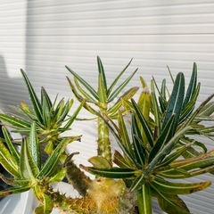 パキポディウム　グラキリスの画像