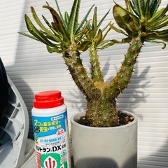 パキポディウム　グラキリスの画像