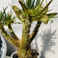 パキポディウム　グラキリスの画像