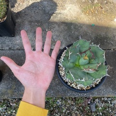 アガベ　姫厳竜の画像