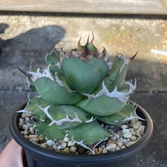 アガベ　姫厳竜の画像