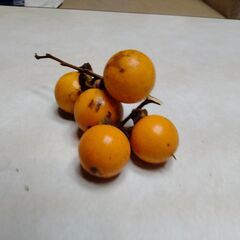 (産地直送)もぎたて 3kg　兵庫県産 渋柿　吊るし柿用　鑑賞柿の画像