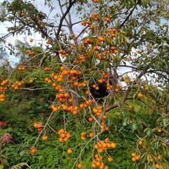 (産地直送)もぎたて 3kg　兵庫県産 渋柿　吊るし柿用　鑑賞柿の画像