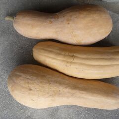 (産地直送)ピーナツカボチャ　バターナッツカボチャ　なんきん　野菜の画像