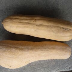 (産地直送)ピーナツカボチャ　バターナッツカボチャ　なんきん　野菜の画像