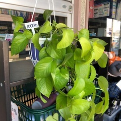 🎀植物色々🎀の画像