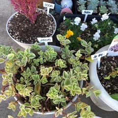 🎀植物色々🎀の画像