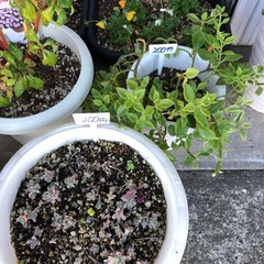 🎀植物色々🎀の画像