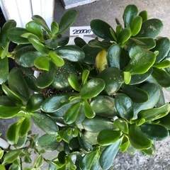 🎀植物色々🎀の画像