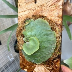 ビカクシダ　バンナ　Banna#A　板付⭐︎ 観葉植物の画像