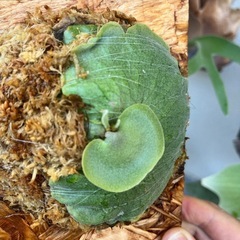 ビカクシダ　バンナ　Banna#A　板付⭐︎ 観葉植物の画像