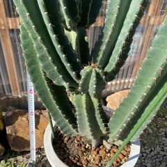 柱サボテンブランチ、鬼面角、112cm、の画像