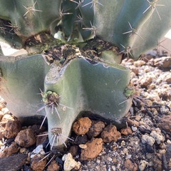 柱サボテンブランチ、鬼面角、112cm、の画像