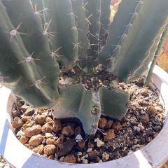 柱サボテンブランチ、鬼面角、112cm、の画像