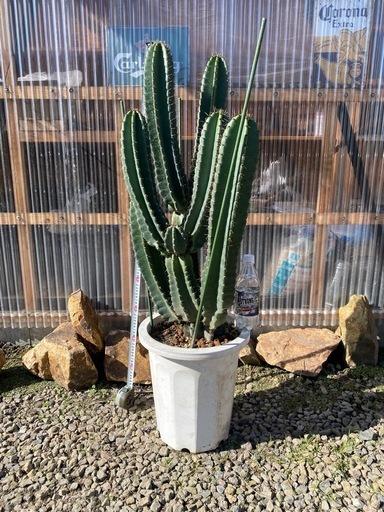柱サボテンブランチ、鬼面角、112cm、小さい頭も含め9頭！