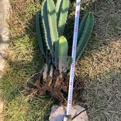 柱サボテンブランチ、鬼面角、112cm、の画像