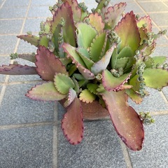 多肉植物・子宝草(鉢付き)の画像