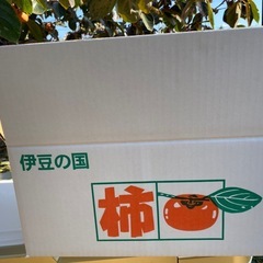 次郎柿　の画像