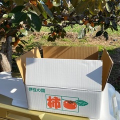 次郎柿　の画像