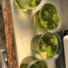 睡蓮はじめました　ミックスメダカ幼魚　6匹+水草  300円　ヌマエビもありますの画像