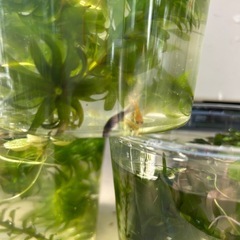 睡蓮はじめました　ミックスメダカ幼魚　6匹+水草  300円　ヌマエビもありますの画像