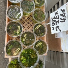 睡蓮はじめました　ミックスメダカ幼魚　6匹+水草  300円　ヌマエビもありますの画像