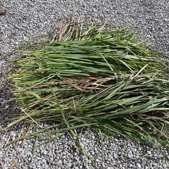 レモングラスの葉の画像