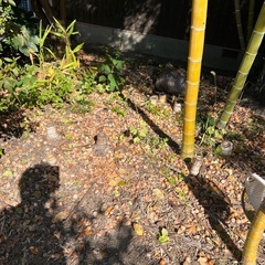 銀杏取り放題 の画像