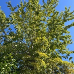 銀杏取り放題 の画像