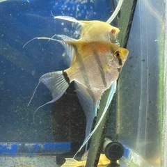 レッドショルダーエンゼル(♂)✖️ダンタムエンゼル(♀) 自家繁殖　幼魚　　大阪市中央区 ③の画像