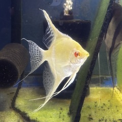 レッドショルダーエンゼル(♂)✖️ダンタムエンゼル(♀) 自家繁殖　幼魚　　大阪市中央区 ③の画像