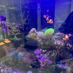 海水魚、サンゴセット（一時引退　水槽の中身を全て引取ってほしい）の画像