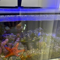 海水魚、サンゴセット（一時引退　水槽の中身を全て引取ってほしい）の画像