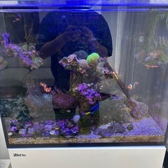 海水魚、サンゴセット（一時引退　水槽の中身を全て引取ってほしい）の画像