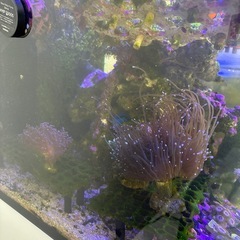 海水魚、サンゴセット（一時引退　水槽の中身を全て引取ってほしい）の画像