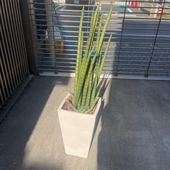 観葉植物の画像