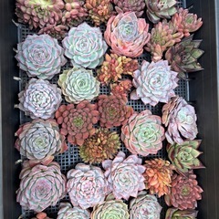 多肉植物　エケベリア　大苗の画像