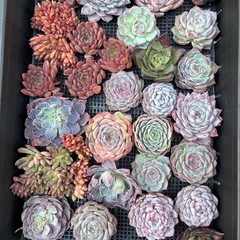 多肉植物　エケベリア　大苗の画像