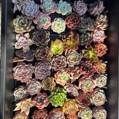 多肉植物　エケベリア　中苗
の画像