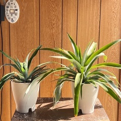 パイナップル販売中！の画像