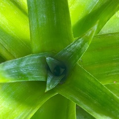 パイナップル販売中！の画像