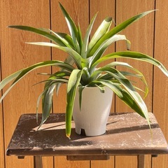 パイナップル販売中！の画像