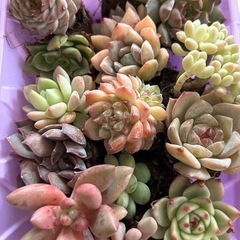 多肉植物　
の画像