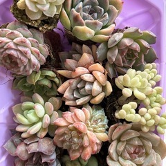 多肉植物　
の画像