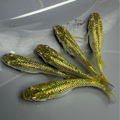 金塊　5匹　1000円の画像